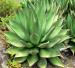 Agave