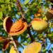 Almond Tree