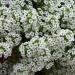 Alyssum