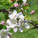 Apple Blossom