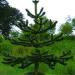 Araucaria