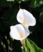 Arum Lily