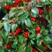 Bearberry