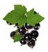 Black Currant Leaf