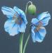 Blue Poppy