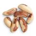 Brazil Nut