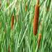 Bulrush