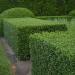 Buxus