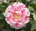 Camellia