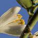 Chinotto Blossom