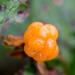 Cloudberry