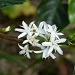 Coffee Blossom