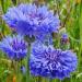 Cornflower