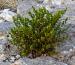 Creosote Bush