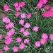 Dianthus