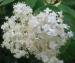 Elderflower