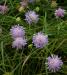 Field Scabious