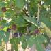 Fig Tree