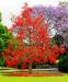 Flame Tree