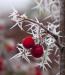 Frosted Berries