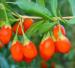 Goji Berries