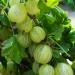 Gooseberry