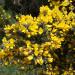 Gorse