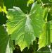 Grape Leaves