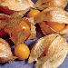 Ground Cherry