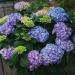 Hortensia