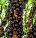 Jabuticaba