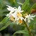 Jasmine Orchid