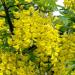 Laburnum