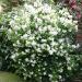 Mock Orange