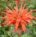 Monarda