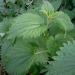 Nettle