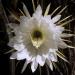 Night Blooming Cereus