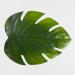 Palm Leaf