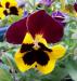 Pansy