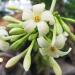 Papaya Blossom