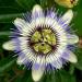 Passion Flower