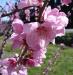 Peach Blossom