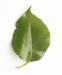 Pear Leaf