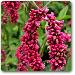 Polygonum