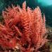 Red Algae