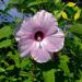 Rose Mallow