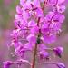 Rosebay Willowherb