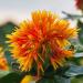 Safflower