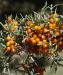 Sea Buckthorn