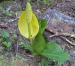 Skunk Cabbage